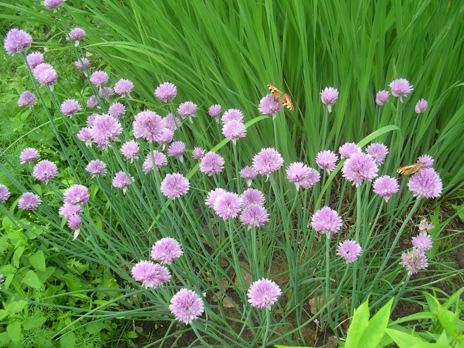 Лук скорода дикий