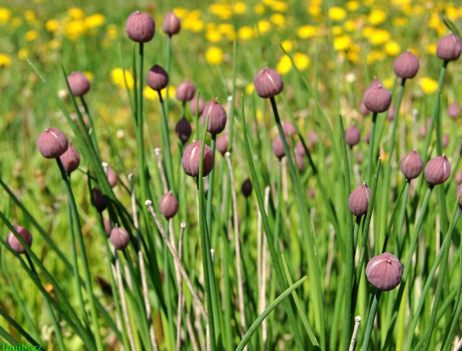 Лук шнитт медонос