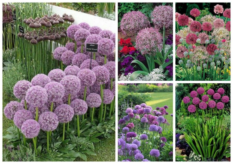 His Excellency аллиум