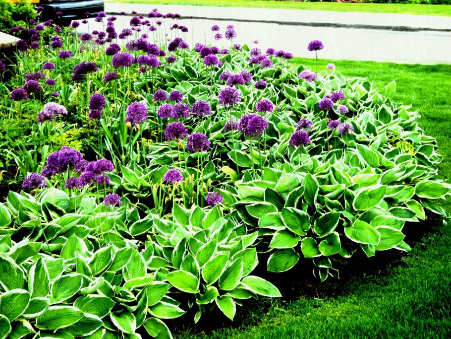 Хоста пёпл Сенсейшн