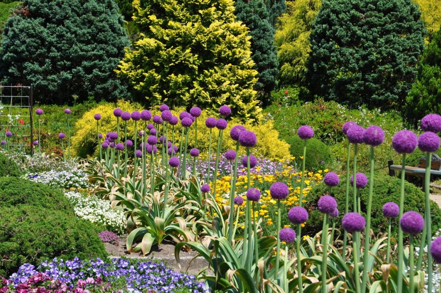 Лук аллиум на клумбе