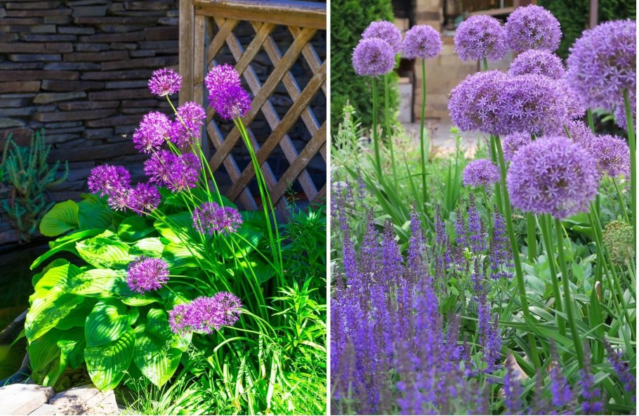 Декоративный лук Молли