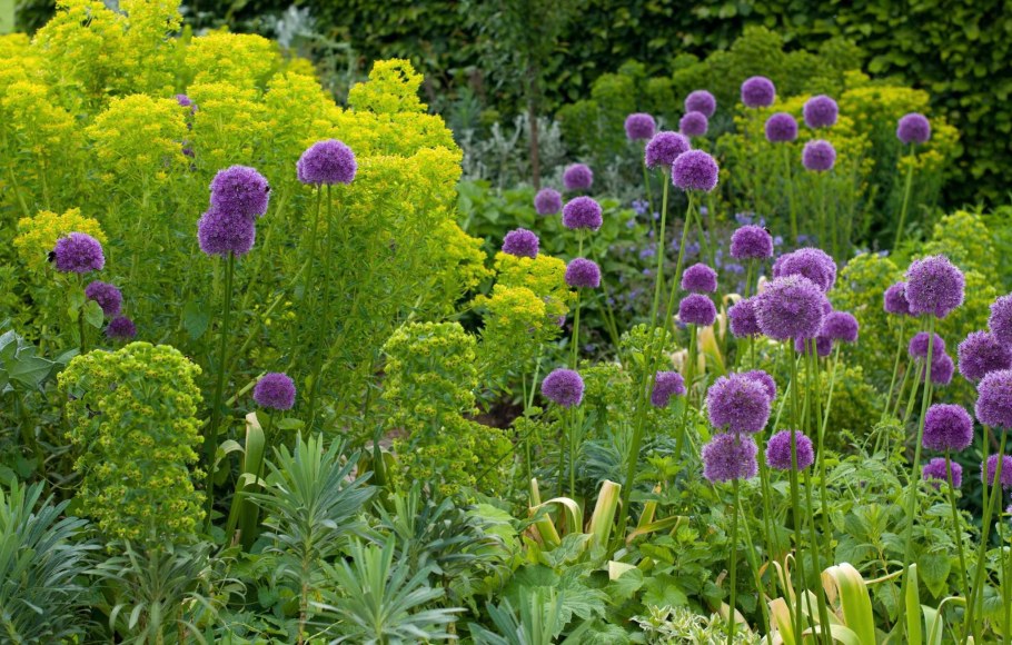 Аллиум хамелеон