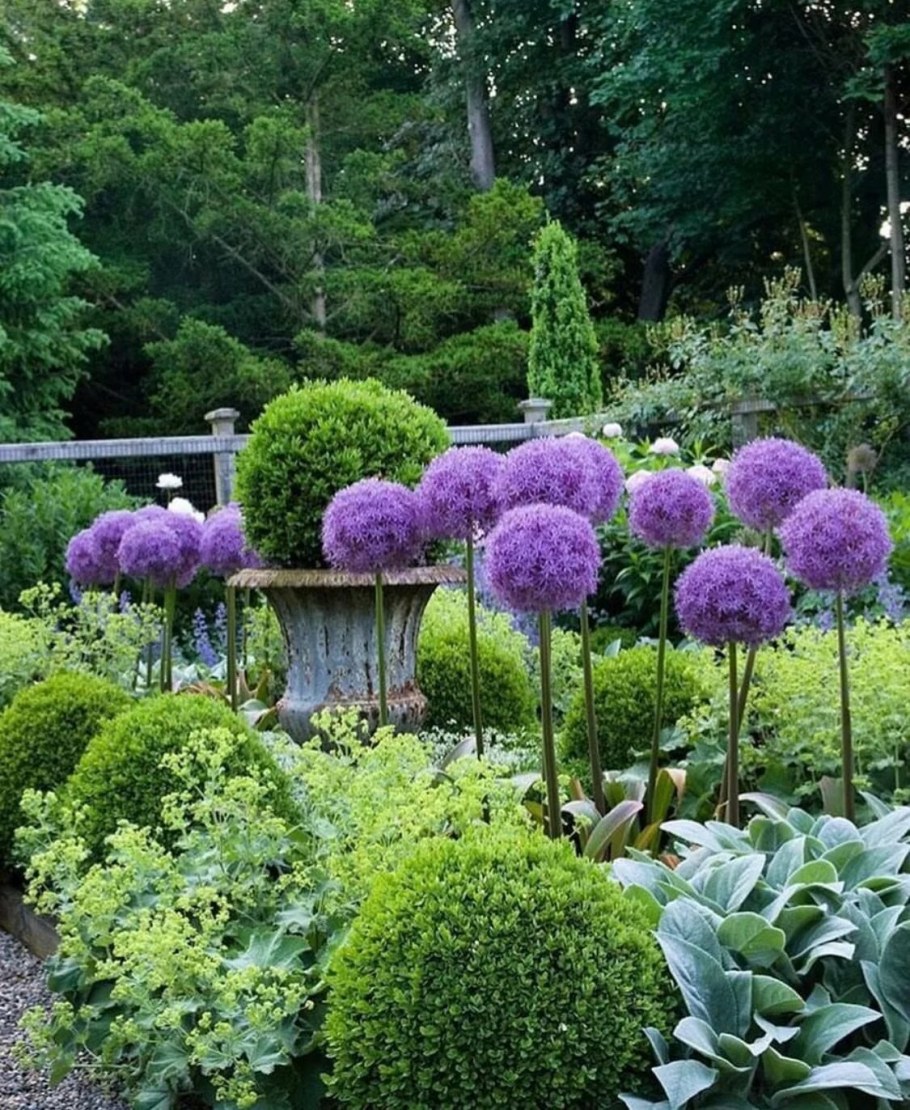 Allium giganteum ландшафт