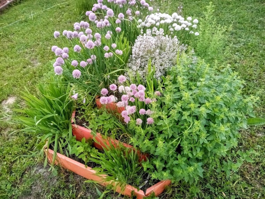 Шнитт лук на клумбе