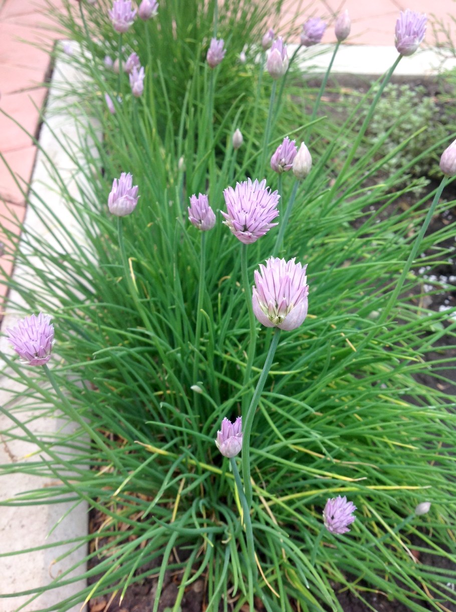 Декоративный лук шнитт