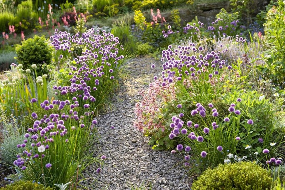 Шнитт лук в цветнике