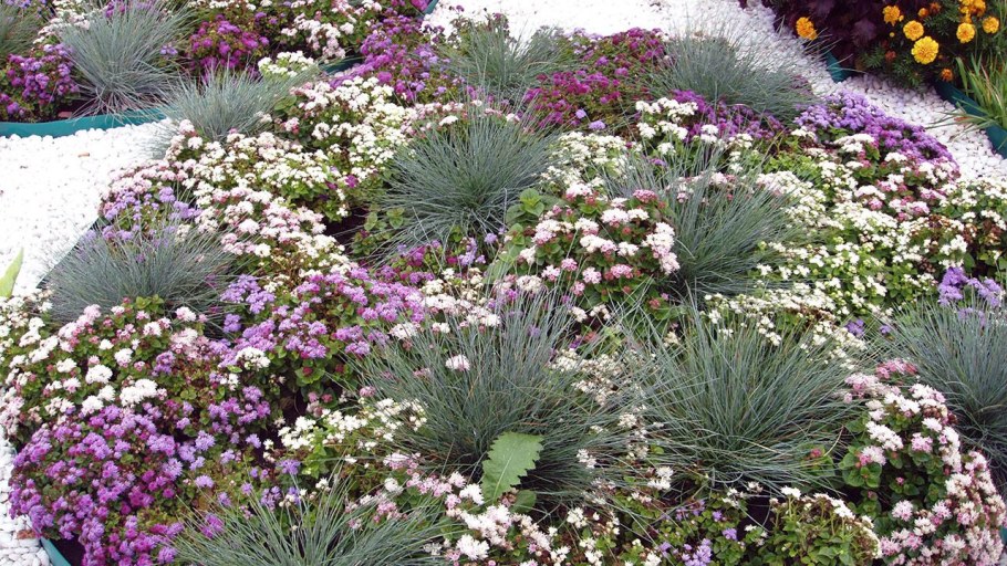 Шнитт лук и ирисы