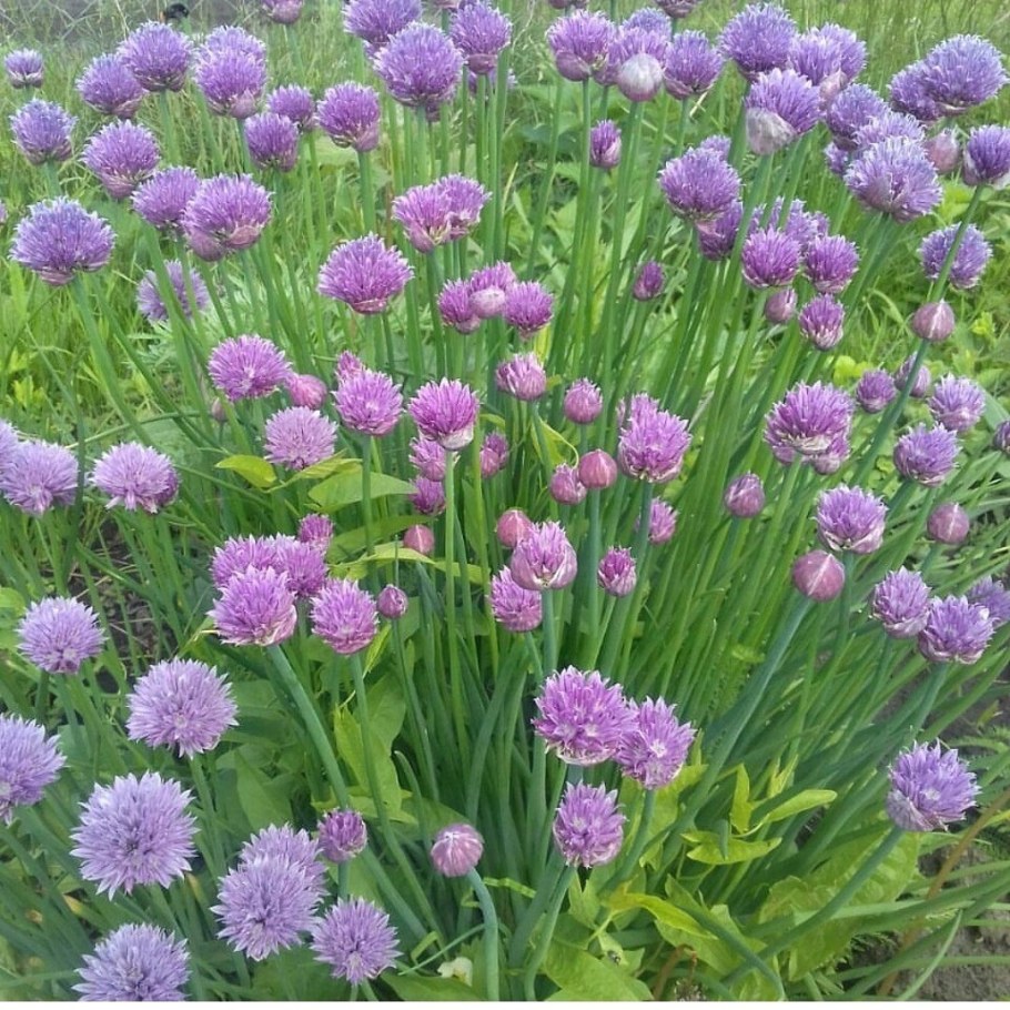 Лук-шнитт Сибирский (Резун)