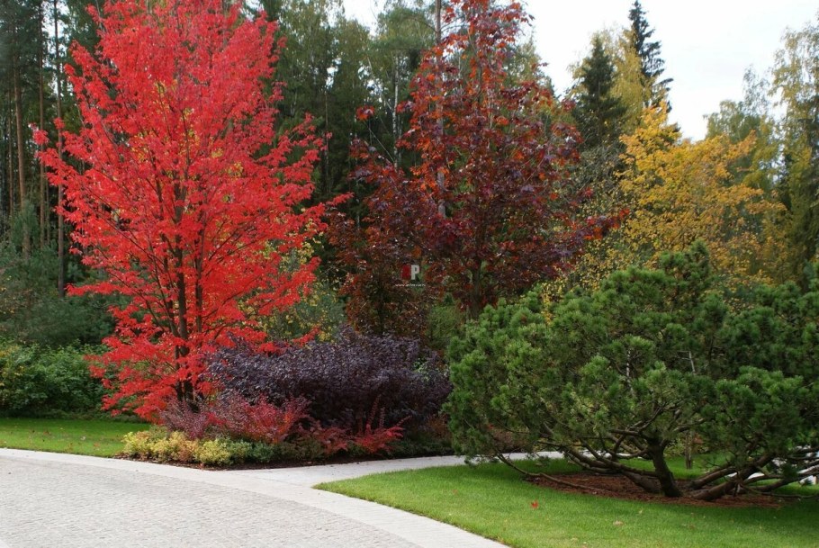 Клен Гиннала краснолистный