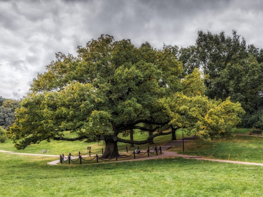 Дуб в Дубовом Белгород