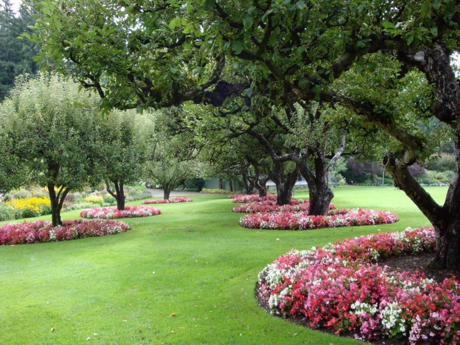 Солитер Прованс ландшафт сад