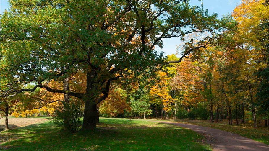 Дуб широколиственный лес