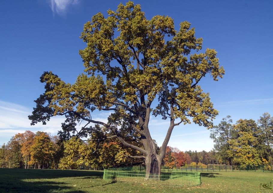 Дуб Солитер в Гатчине