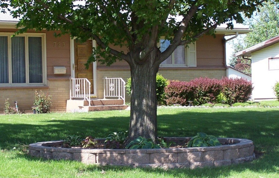 Деревья на участке