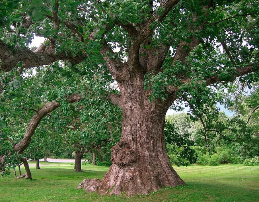 Дуб черешчатый (обыкновенный)