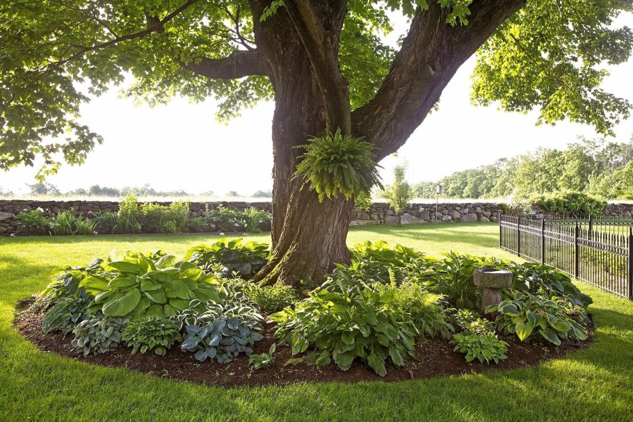 Хоста в приствольном круге