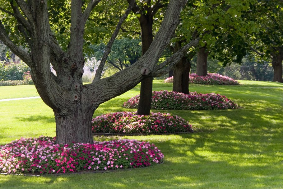 Приствольные круги вокруг деревьев