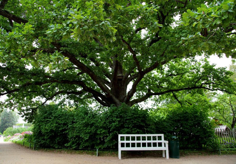 Михайловское Пушкинские горы дуб