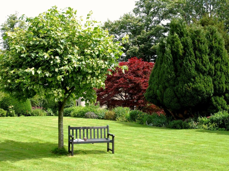 Липа мелколистная 'Green Globe'