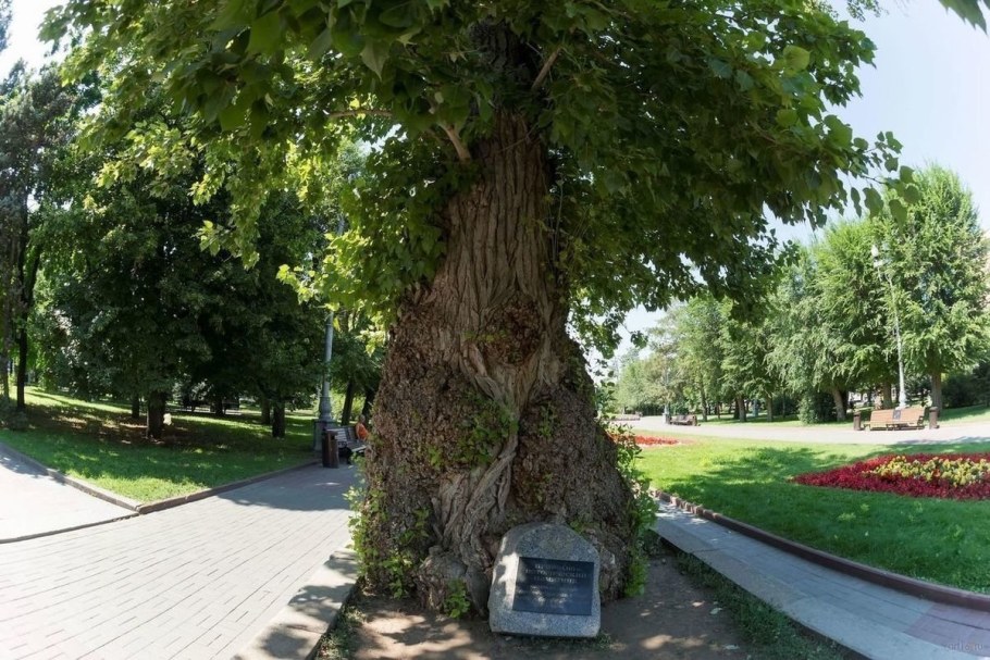 Сталинградский Тополь на аллее героев