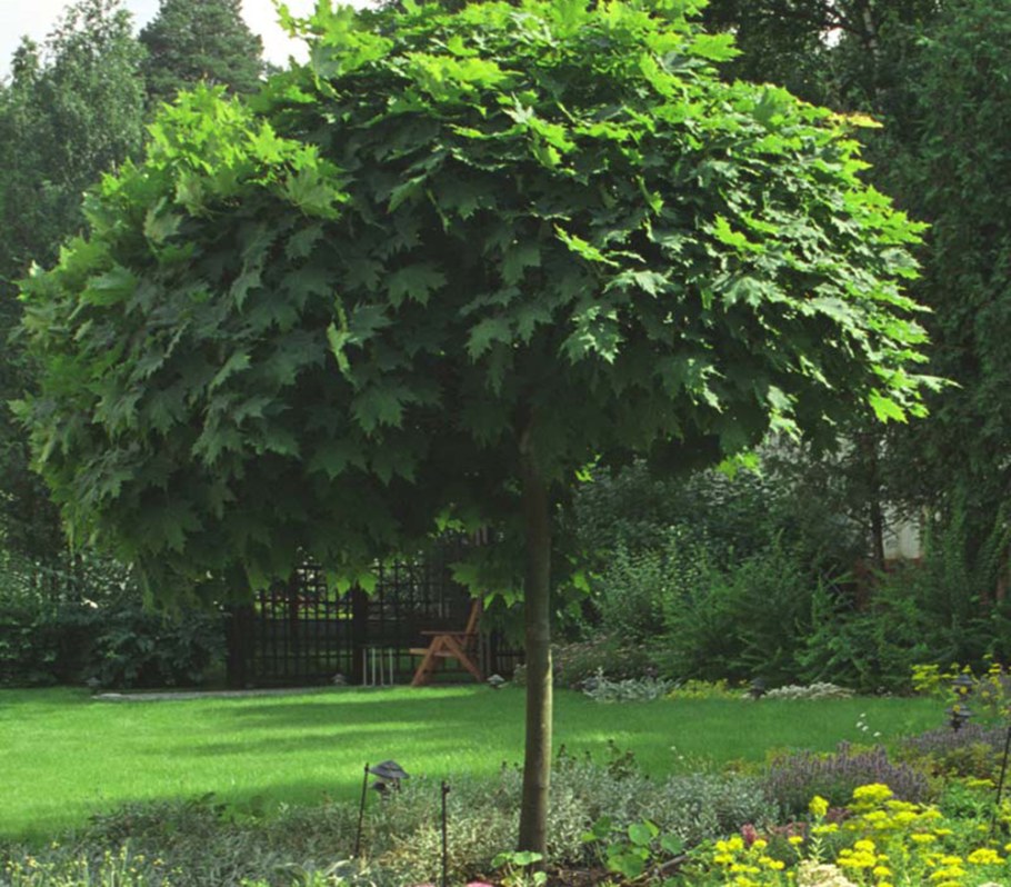 Клен платановидный Глобозум