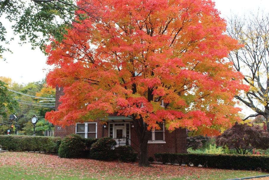 Клен в ландшафтном дизайне