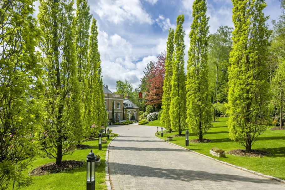 Дуб пирамидальный Фастигиата