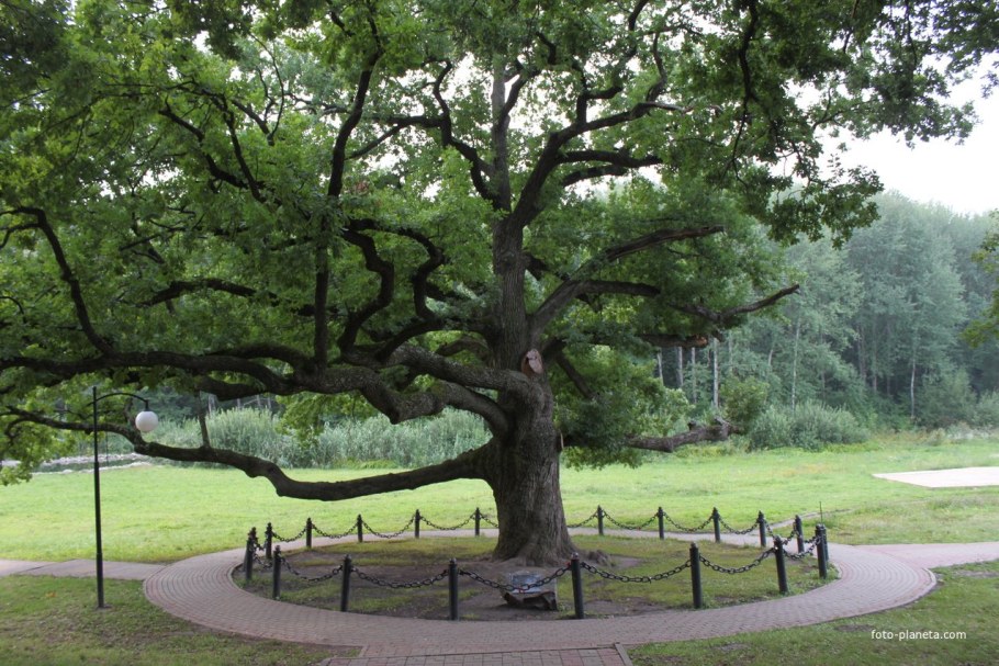 Дуб в Дубовом Белгород