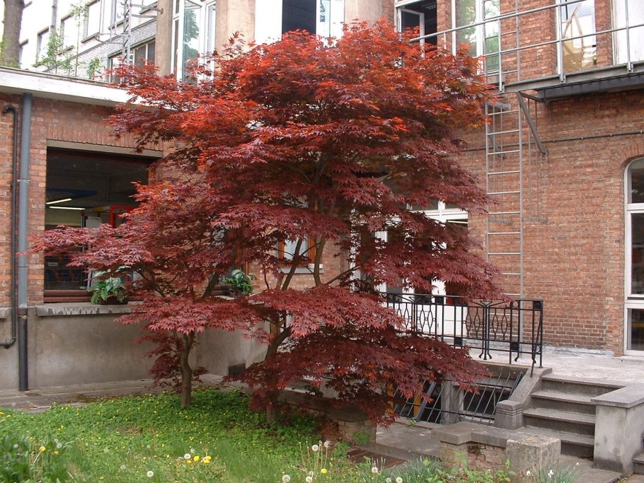 Клен японский краснолистный