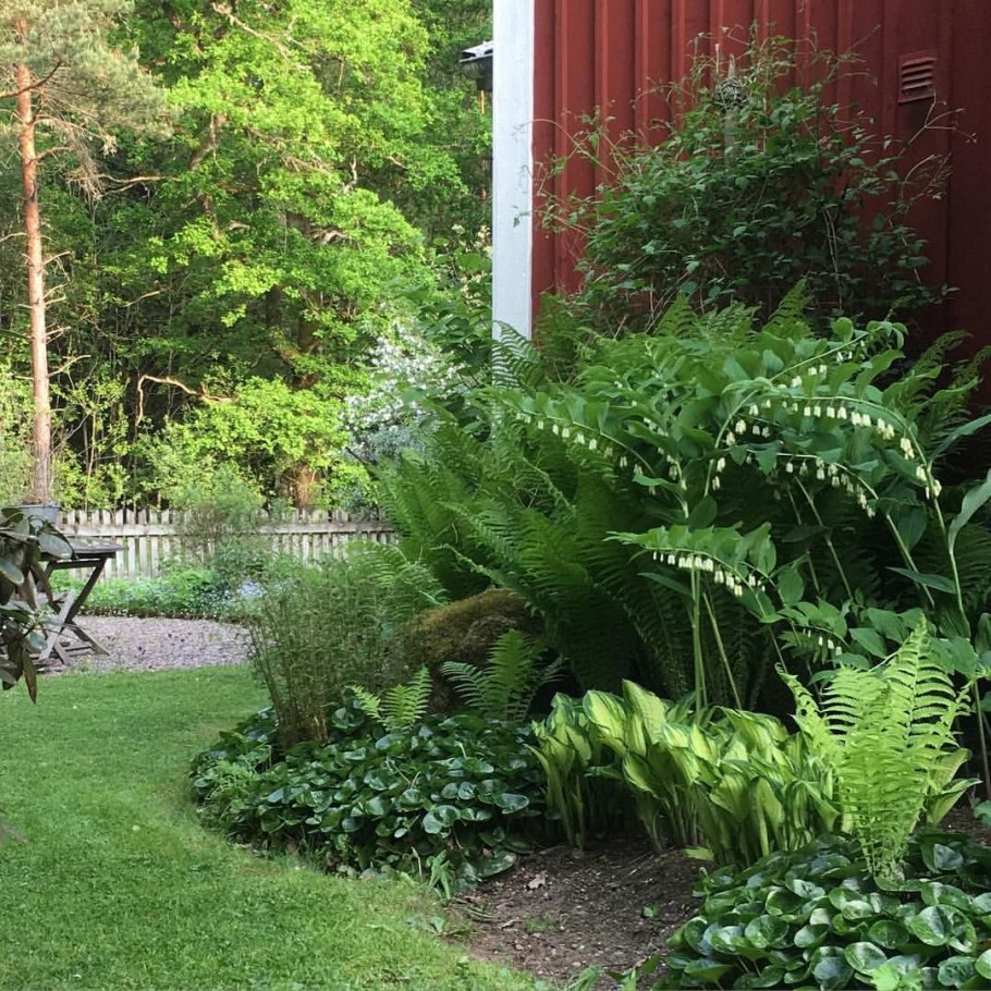 Купена Хоста и папоротник