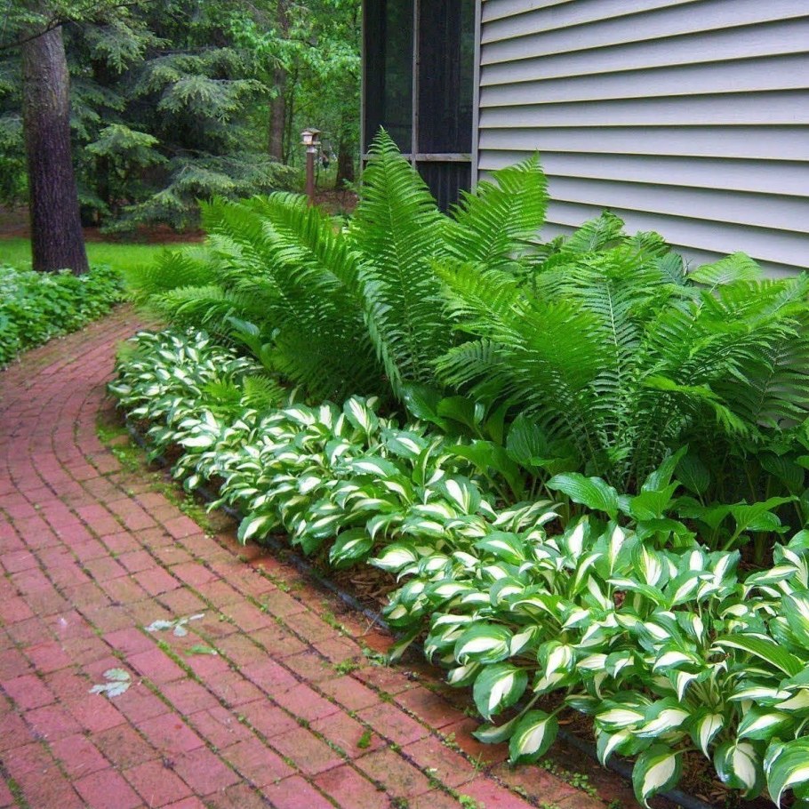 Папоротник и Хоста