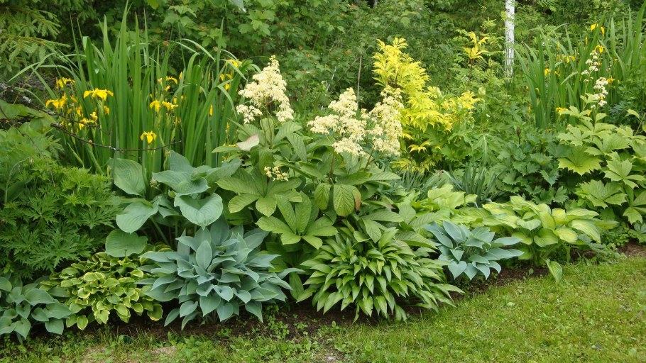 Роджерсия подофилловая