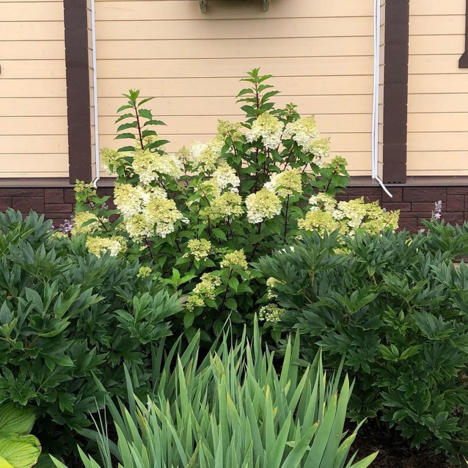 Гортензия Лаймлайт с дереном