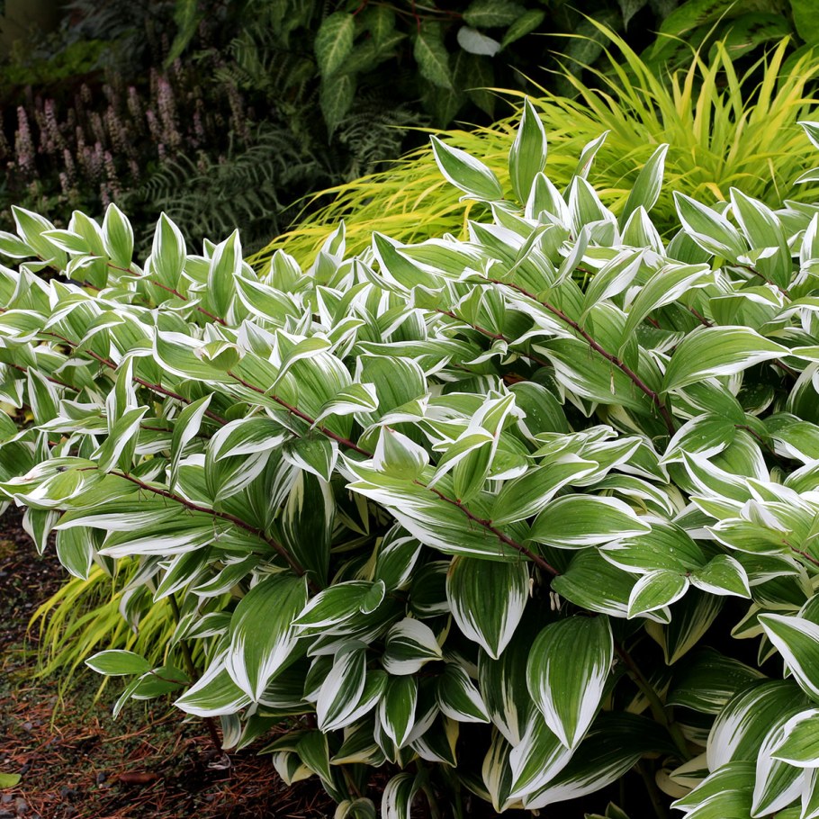 Купена серповидная Вариегатум