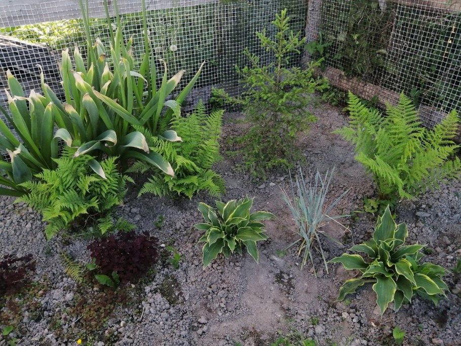 Хоста папоротник астильба