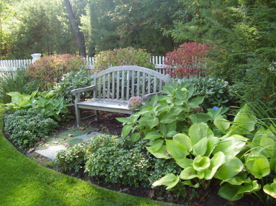 Тенелюбивые растения Хоста