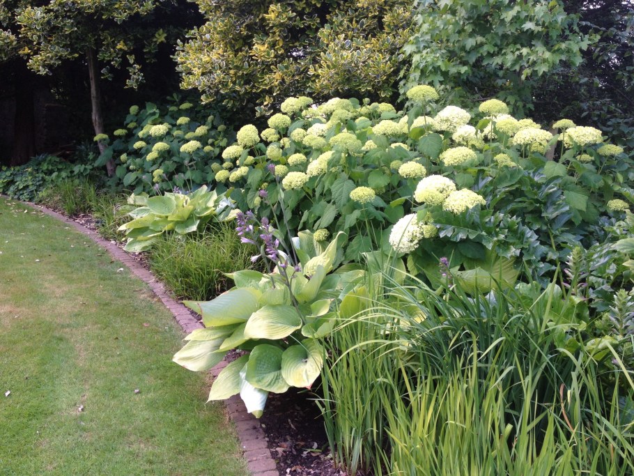 Гортензия дерен Хоста