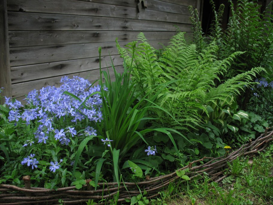 Купена в саду