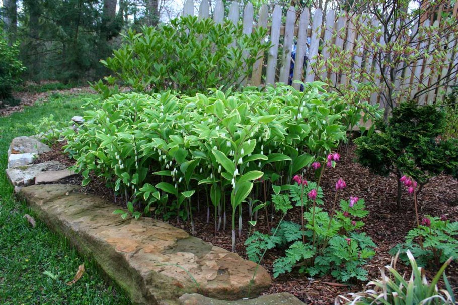 Купена и папоротник