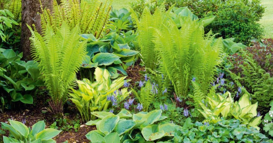 Астильба Хоста папоротник в клумбе