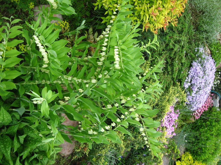 Купена и папоротник