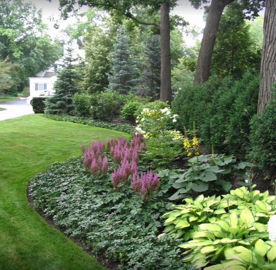 Миксбордер Сапелин