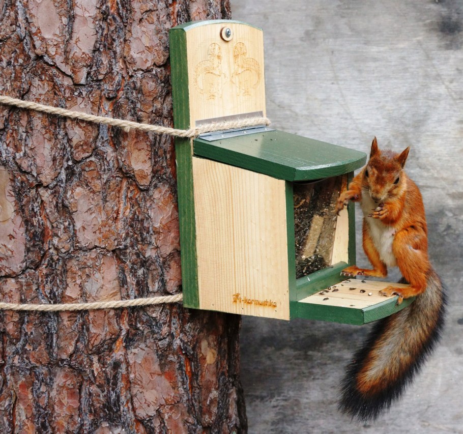 Кормушка на елке