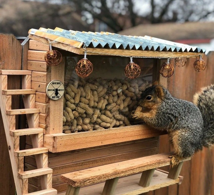 Бельчатник вольер