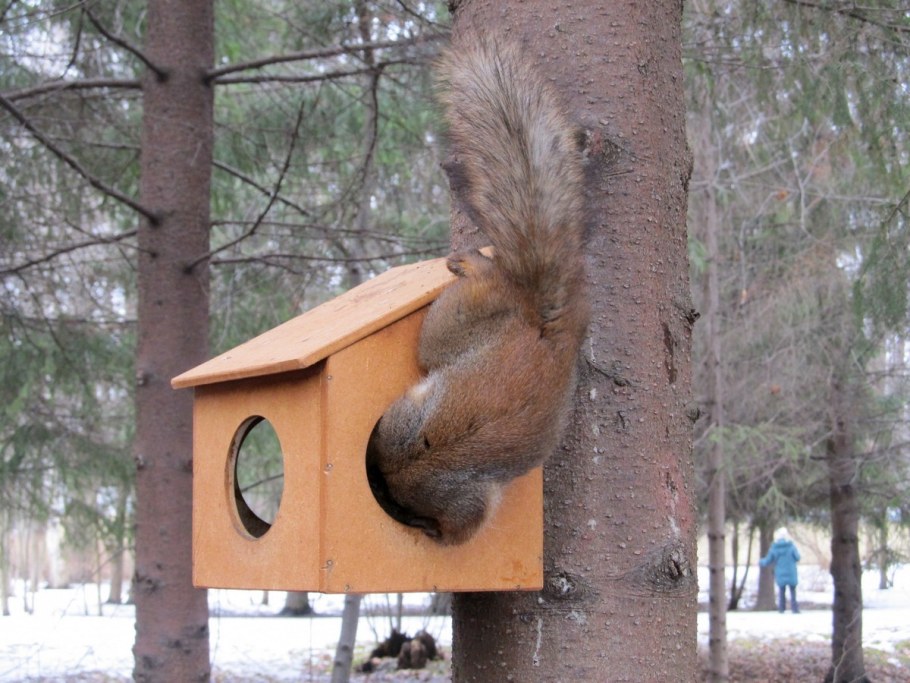 Домик для белок