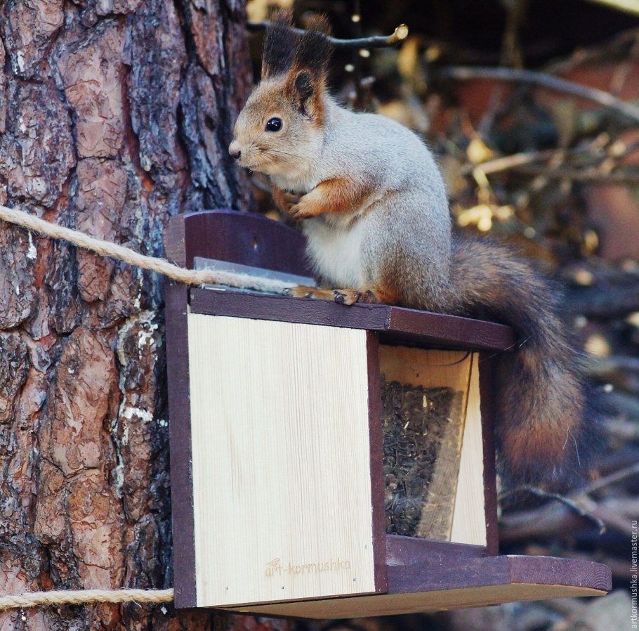 Беличья кормушка