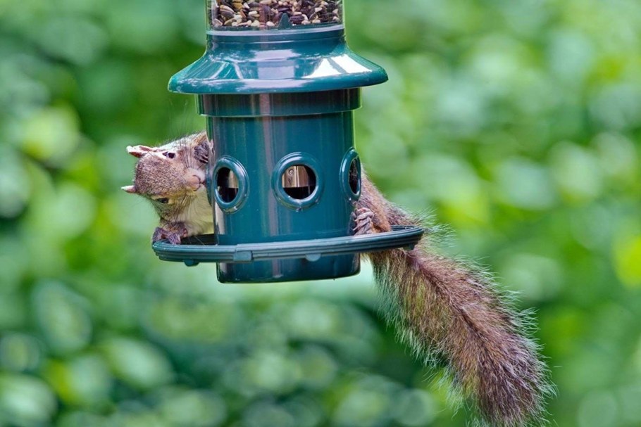 Кормушка для белок