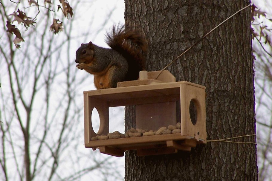 Домик для белочки