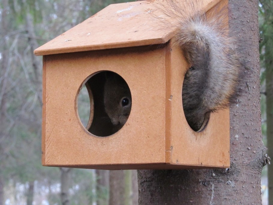 Домик кормушка для белок